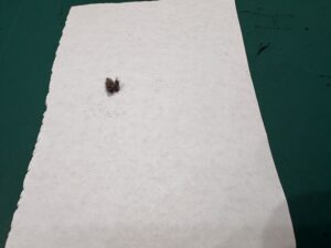 iPhone修理なら【モバイル修理 救急便】へ